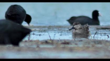 Eurasian Teal