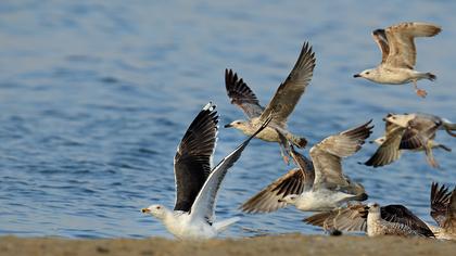 Büyük karasırtlı martı