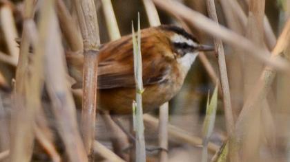 Bıyıklı kamışçın