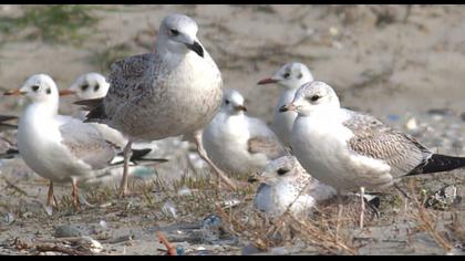 Küçük gümüş martı
