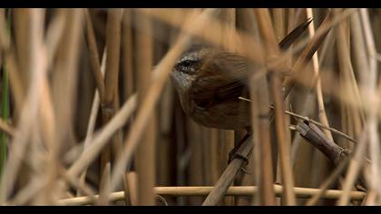 Bıyıklı kamışçın