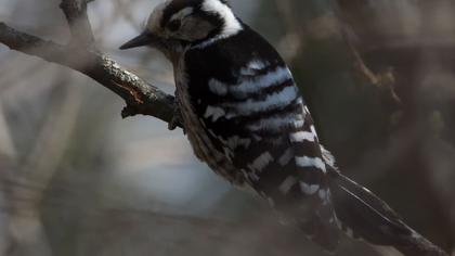 Küçük ağaçkakan