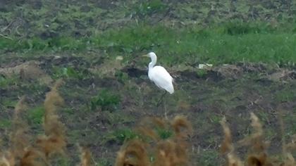 Büyük ak balıkçıl