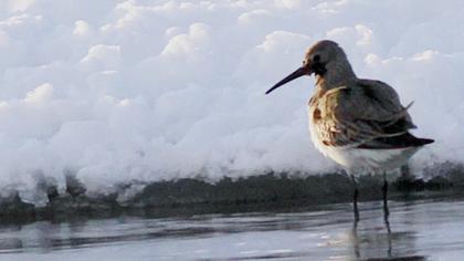 Karakarınlı kumkuşu