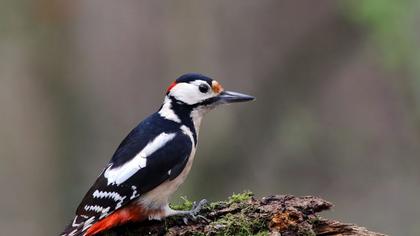 Orman alaca ağaçkakanı