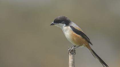 Uzunkuyruklu örümcekkuşu