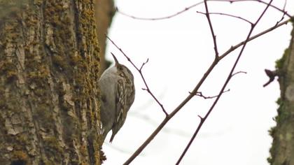 Bahçe tırmaşıkkuşu