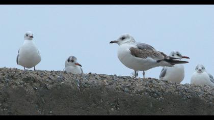 Küçük gümüş martı