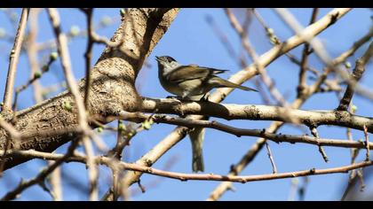 Karabaşlı ötleğen