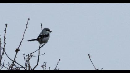Büyük örümcekkuşu