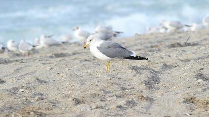 Van gölü martısı