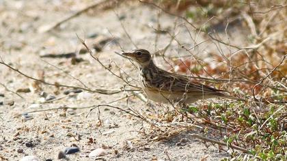 Eurasian Skylark