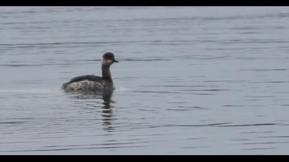 Karaboyunlu batağan