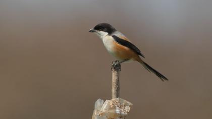 Uzunkuyruklu örümcekkuşu