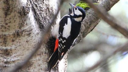 Orman alaca ağaçkakanı