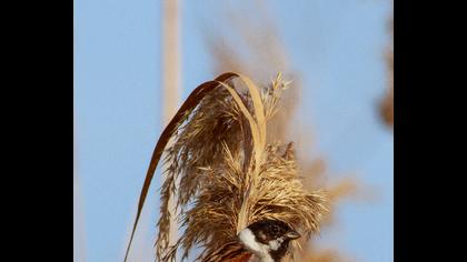 Bataklık Kirazkuşu