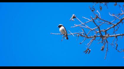 Kıbrıs kuyrukkakanı