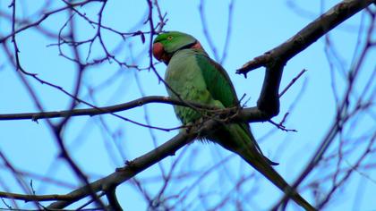 İskender papağanı