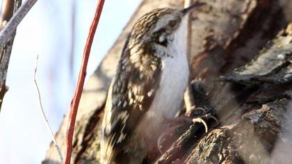 Orman tırmaşıkkuşu