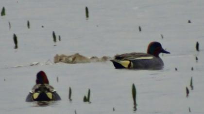 Eurasian Teal
