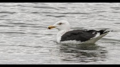 Büyük karasırtlı martı
