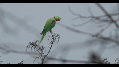İskender papağanı