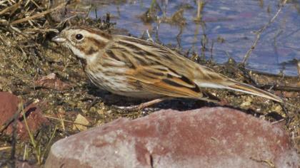 Bataklık Kirazkuşu