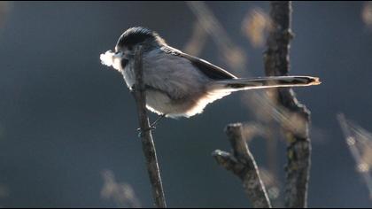 Uzunkuyruklu baştankara
