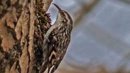 Bahçe tırmaşıkkuşu