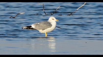 Küçük gümüş martı
