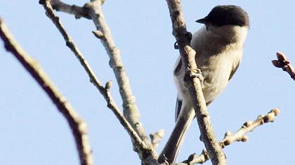 Kayın baştankarası