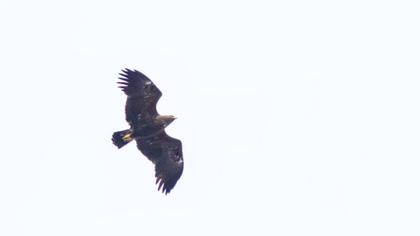 Büyük orman kartalı