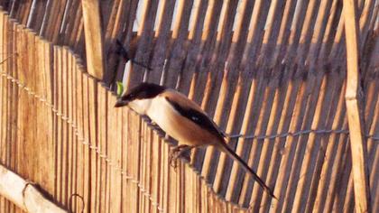 Uzunkuyruklu örümcekkuşu