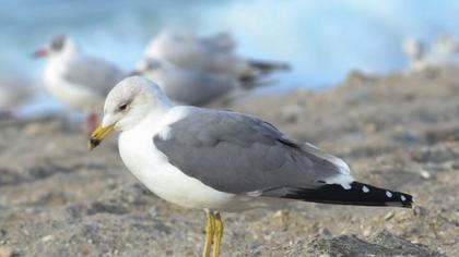 Van gölü martısı