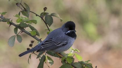 Karaboğazlı ötleğen