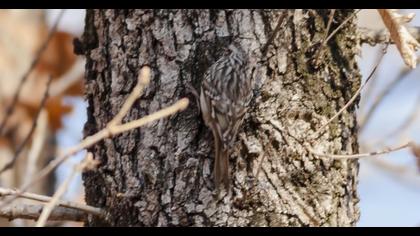 Bahçe tırmaşıkkuşu