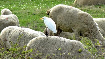 Sığır balıkçılı