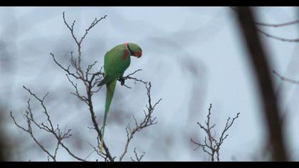 İskender papağanı
