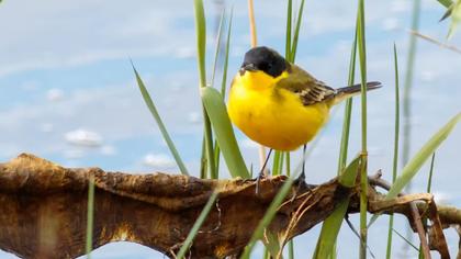 Sarı kuyruksallayan