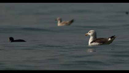 Büyük karasırtlı martı