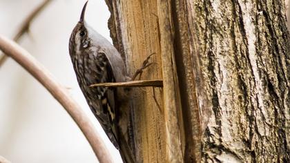 Bahçe tırmaşıkkuşu