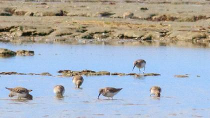 Karakarınlı kumkuşu