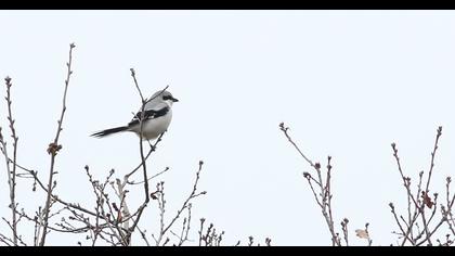 Büyük örümcekkuşu