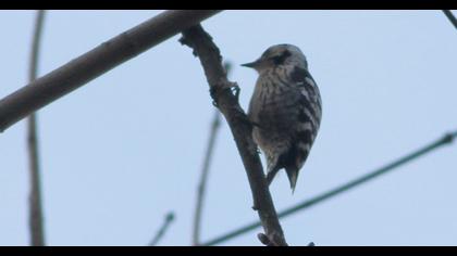 Küçük ağaçkakan