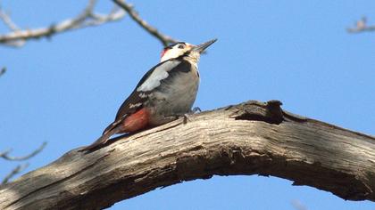 Orman alaca ağaçkakanı