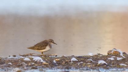 Sarıbacaklı kumkuşu