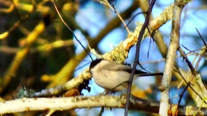 Kayın baştankarası