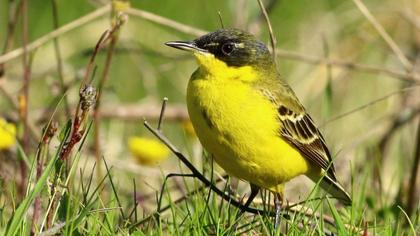 Sarı kuyruksallayan