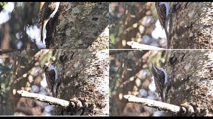 Orman tırmaşıkkuşu