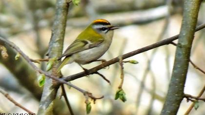 Sürmeli çalıkuşu